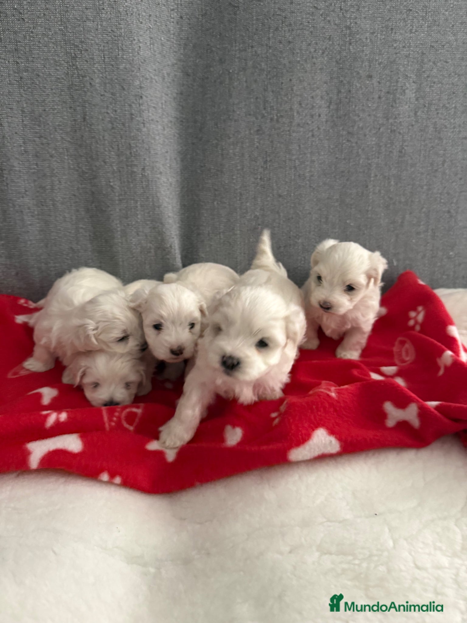 Bichón Maltés perros BICHON MALTÉS  - Anuncio 2