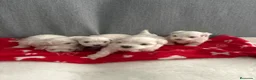 Bichón Maltés perros en venta: BICHON MALTÉS  - Anuncio 2