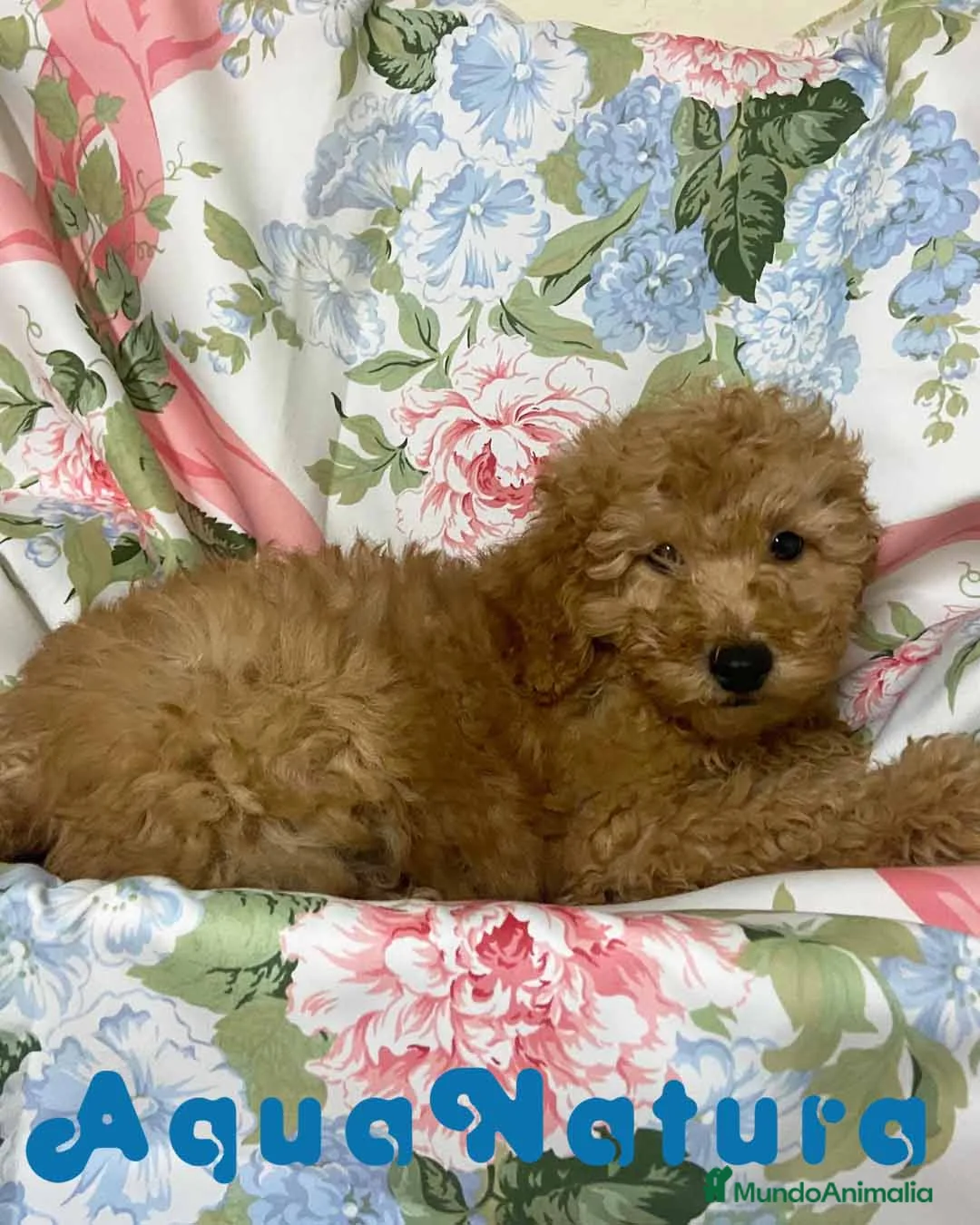 Caniche Mediano perros en venta: Caniche Macho de Camila y Can 5881 AQUANATURA en Barcelona - Anuncio 8