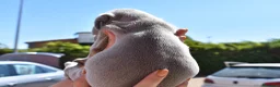 Weimaraner perros en venta: Cachorritos de Weimaraner disponibles! en Castellón - Anuncio 9