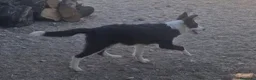 Border Collie perros en venta: Hembra de border collie chocolate ojos verdes - Anuncio 5
