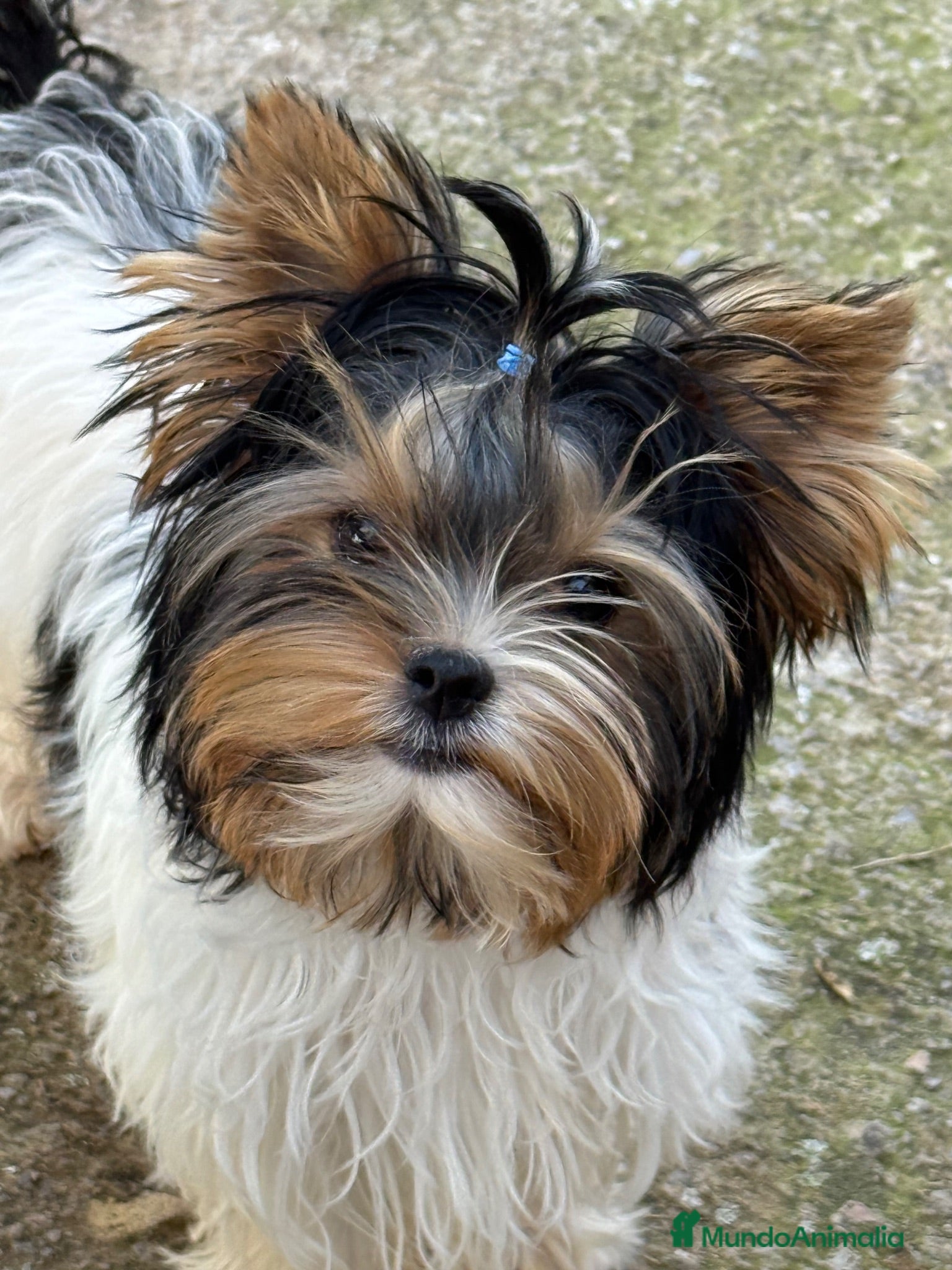 Biewer Yorkshire Terrier a la Pom Pon perros Biewer Macho pequeño  - Anuncio 4