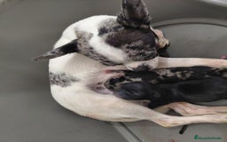 Chihuahua perros en venta: Chihuahua negra  - Imagen 2