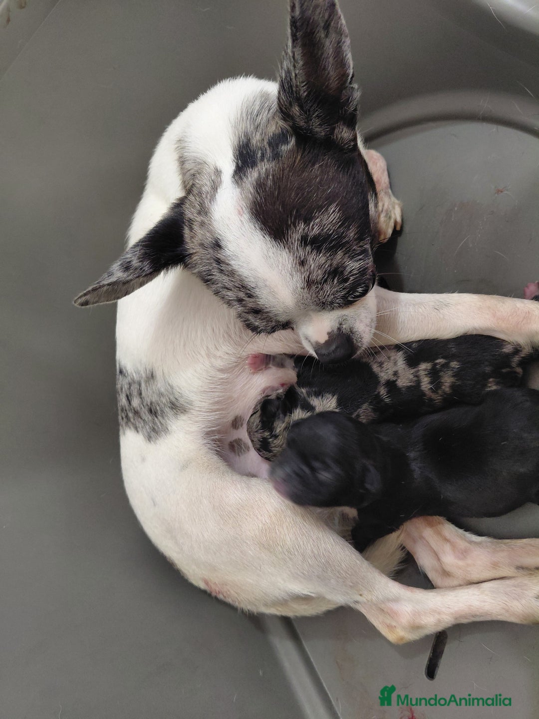 Chihuahua perros en venta: Chihuahua negra  - Imagen 2