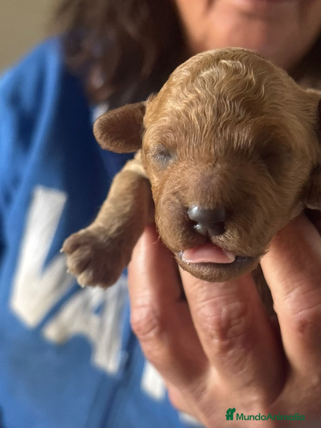 Caniche Toy perros en venta: Caniche toys  - Anuncio 7