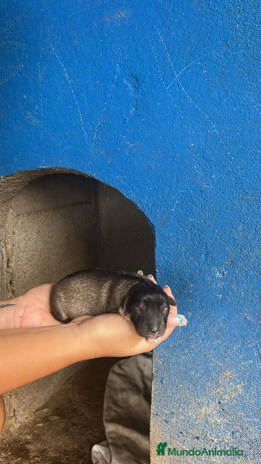 Perro Lobo Checoslovaco perros en venta: Perro lobo herreño  - Imagen 3