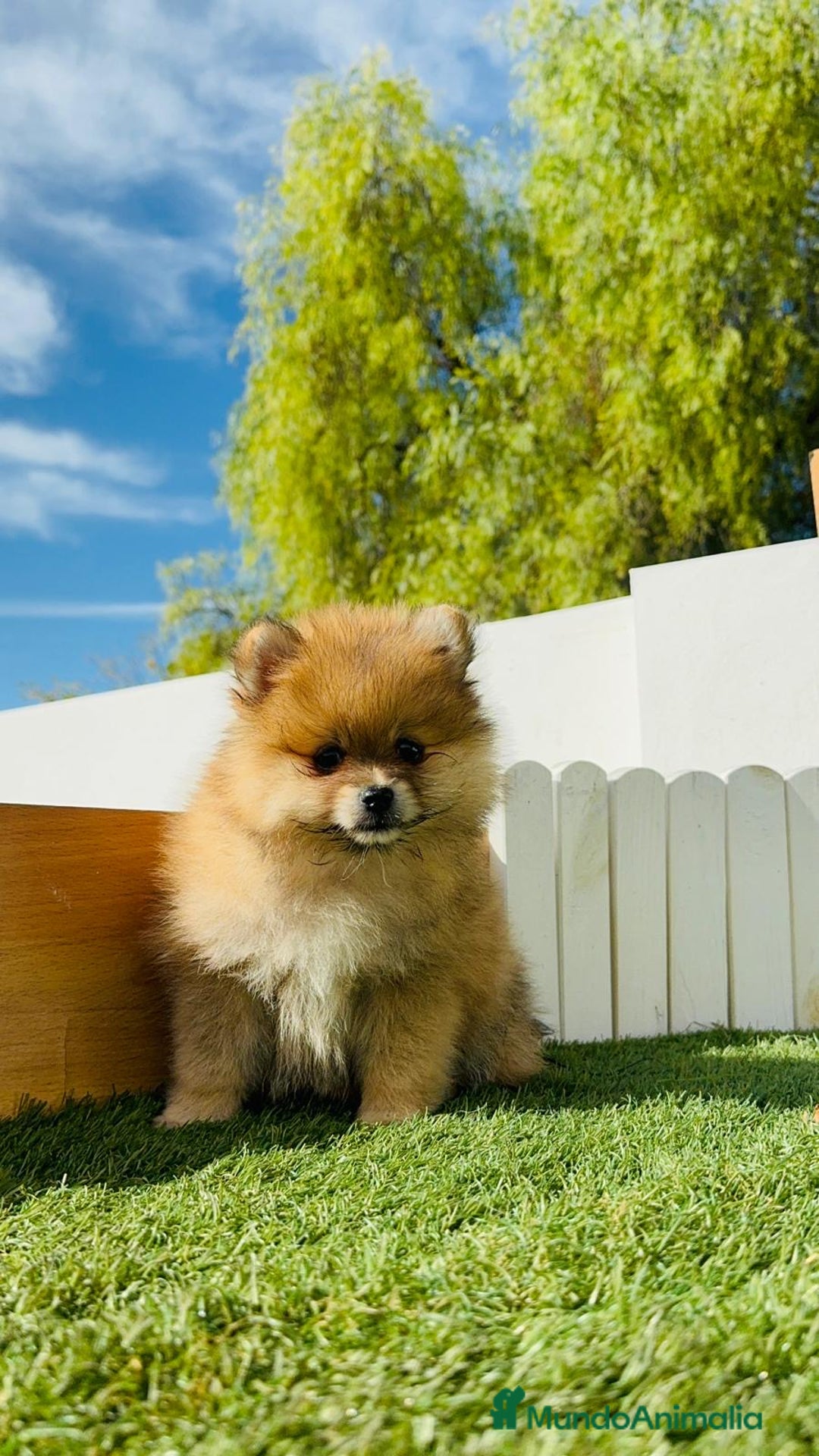 Pomerania perros en venta: POMERANIA MACHO - Imagen 15