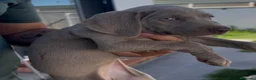 Weimaraner perros en venta: Cachorros de braco de WEIMAR  - Anuncio 1