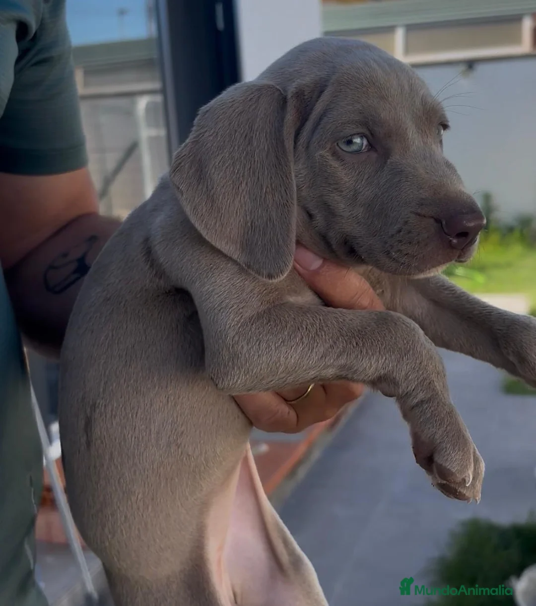 Weimaraner perros en venta: Cachorros de braco de WEIMAR  - Anuncio 1