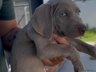Weimaraner perros Cachorros de braco de WEIMAR - Anuncio 1