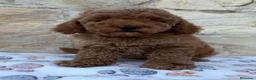 Caniche Toy perros en venta: Caniche toy - Anuncio 12