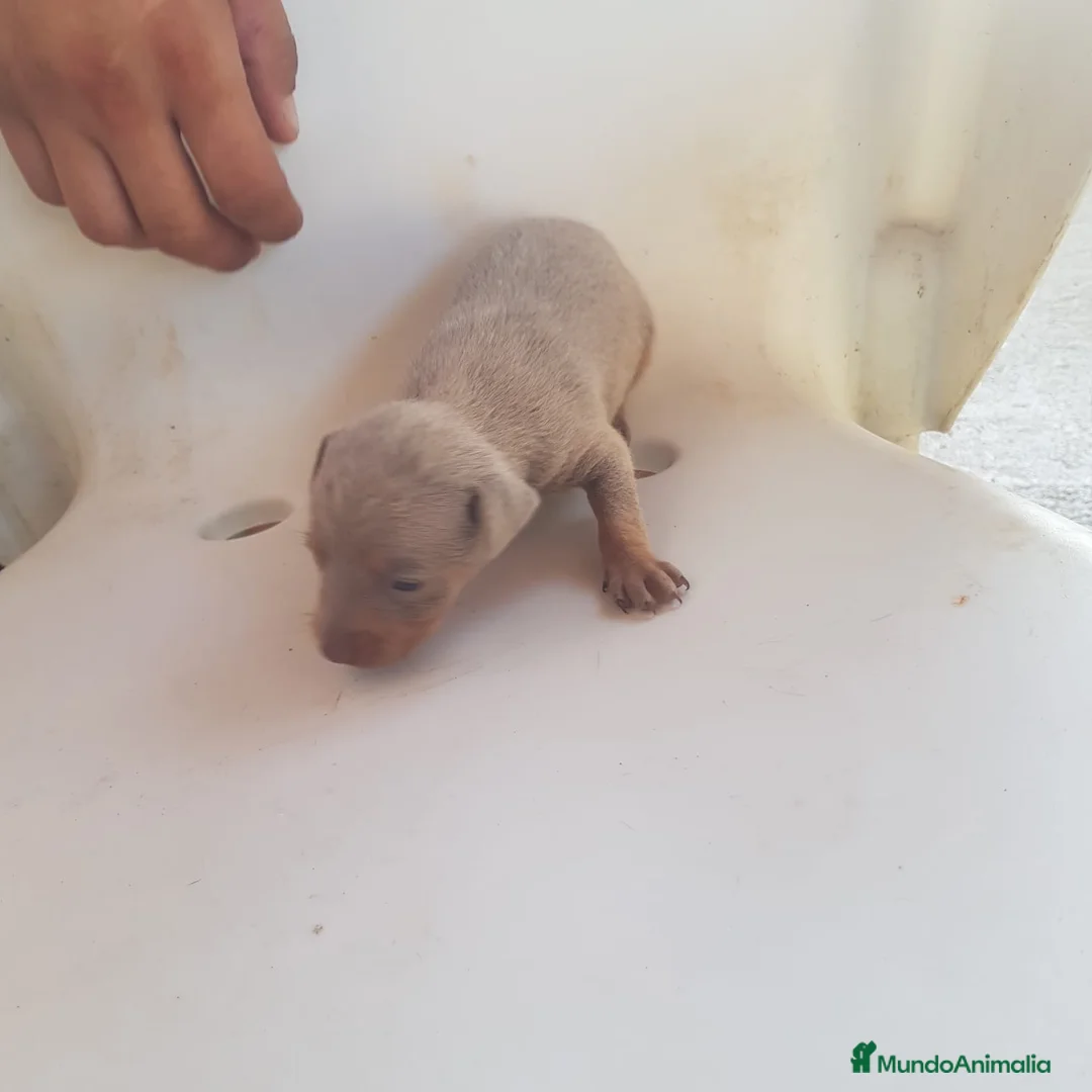 Ratón de Praga perros en venta: Cachorro de ratón de Praga  - Anuncio 2