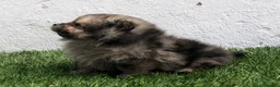 Pomerania perros en venta: Pomerania - Anuncio 23