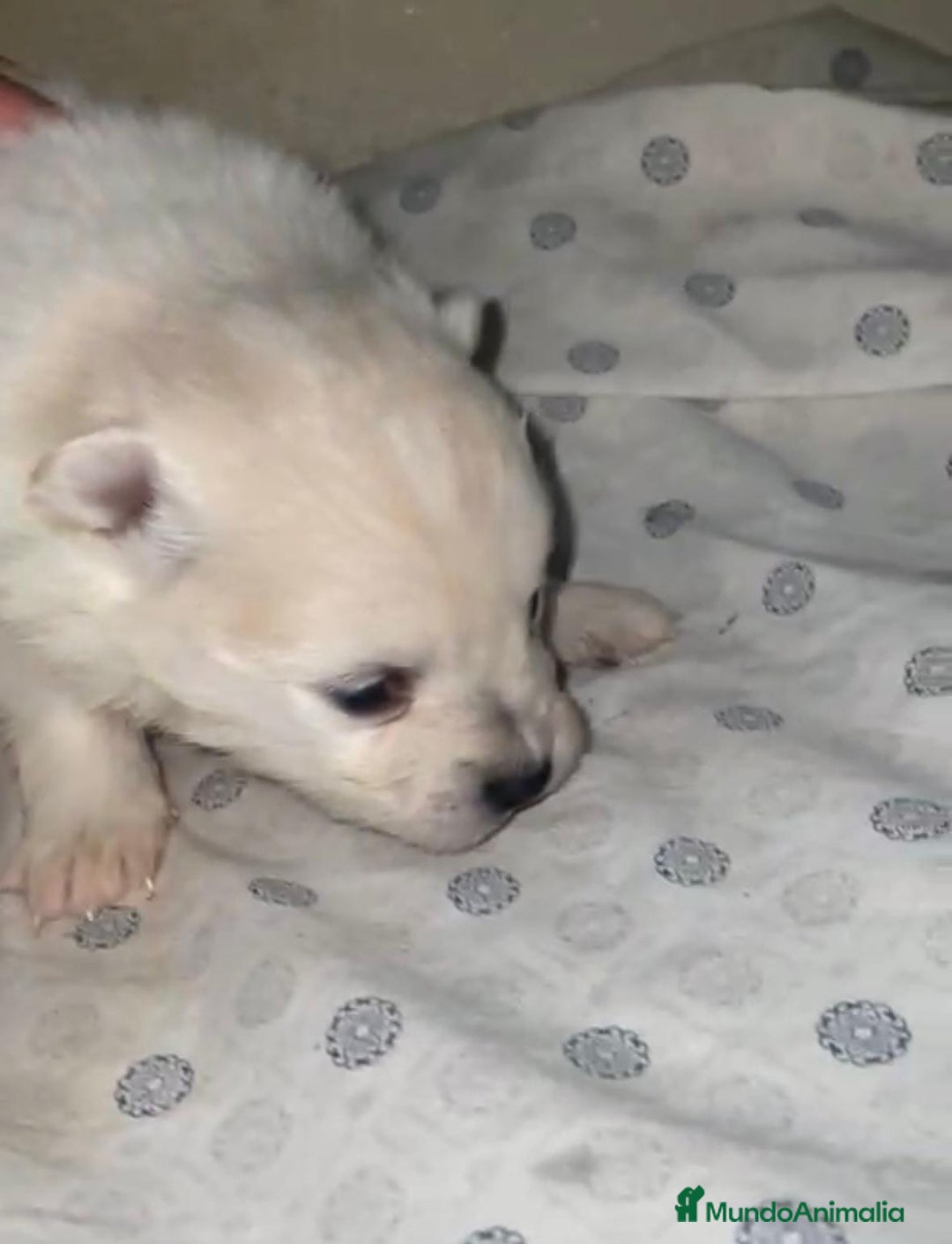 Pomerania perros en venta: Lulu pomerania toy - Anuncio 4