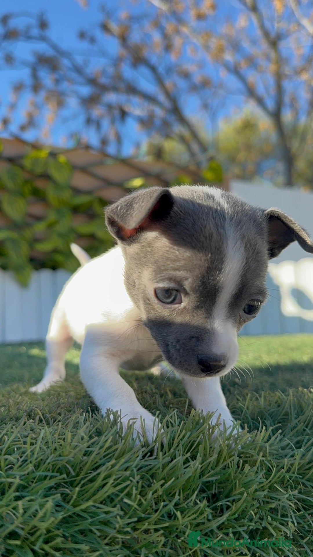 Chihuahua perros en venta: CHIHUAHUA HEMBRA - Anuncio 10
