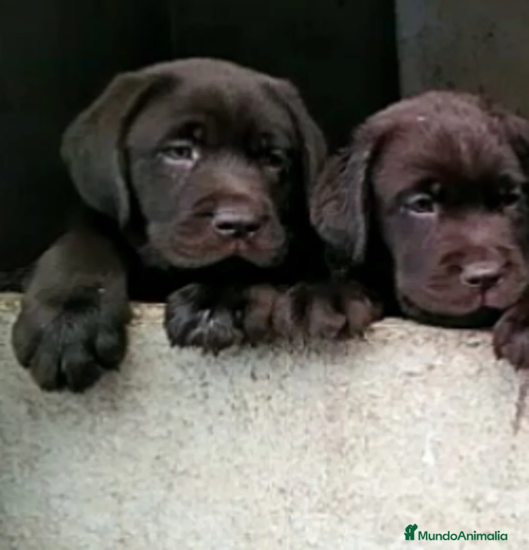 Imagen de galería {{count}}