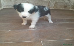 Border Collie perros en venta: BORDER COLLIE - Imagen 3