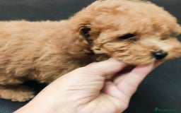 Caniche Toy perros en venta: Caniche toy rojo  - Imagen 4