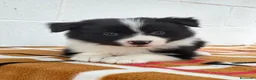 Border Collie perros en venta:     Border Collie de excelencia ⭐ - Anuncio 5