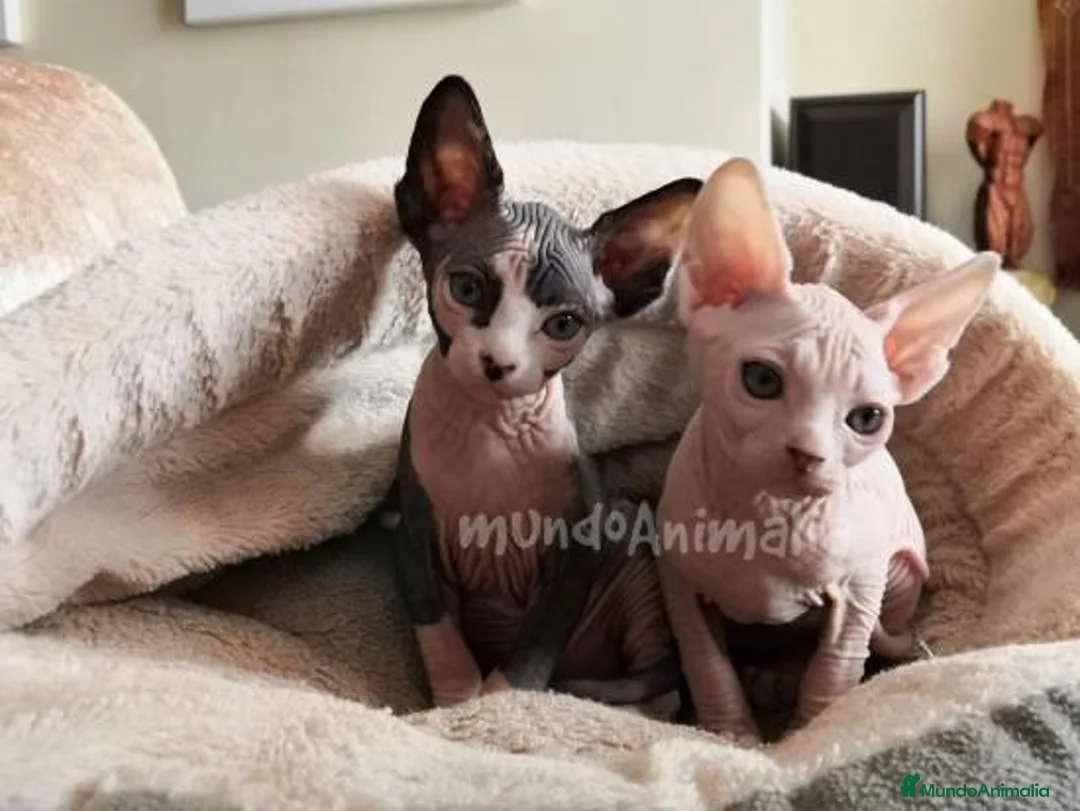 Imagen de galería {{count}}