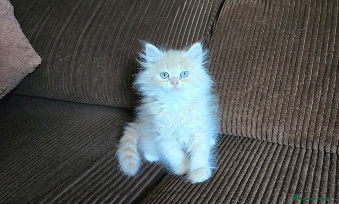 Británico de Pelo Largo gatos en venta: Gatcot.com - Imagen 2