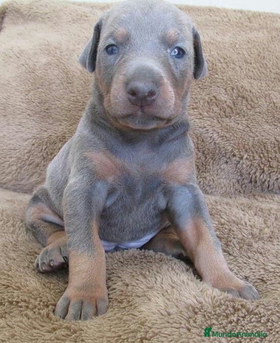 Dobermann perros DOBERMAN BLUE DE CALIDAD , LLÁMENOS  608 76 13 65  - Anuncio 2