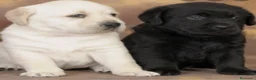 Labrador Retriever perros en venta: Labrador retriever chocolate  - Anuncio 4