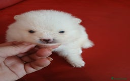 Pomerania perros en venta: Pomerania Lulu  - Imagen 2