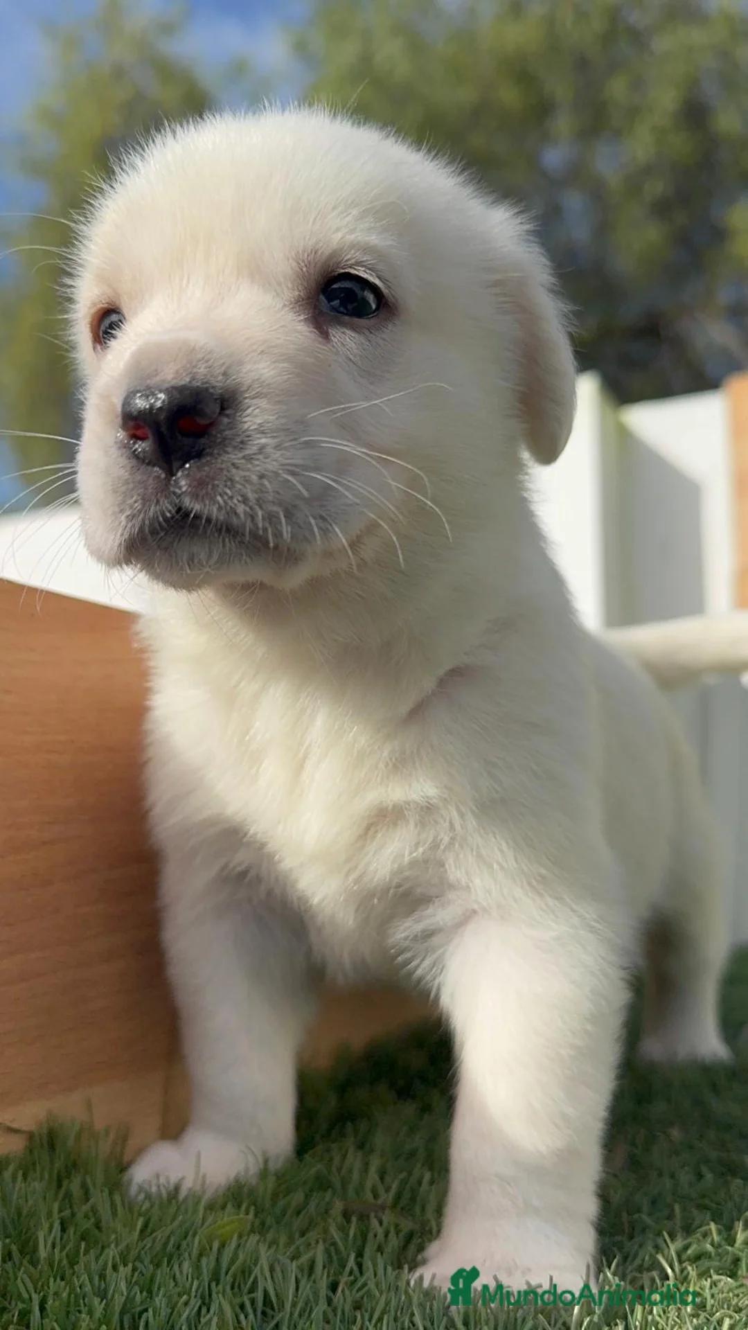 Mastín Español perros en venta: MASTIN ESPAÑOL HEMBRA - Anuncio 14