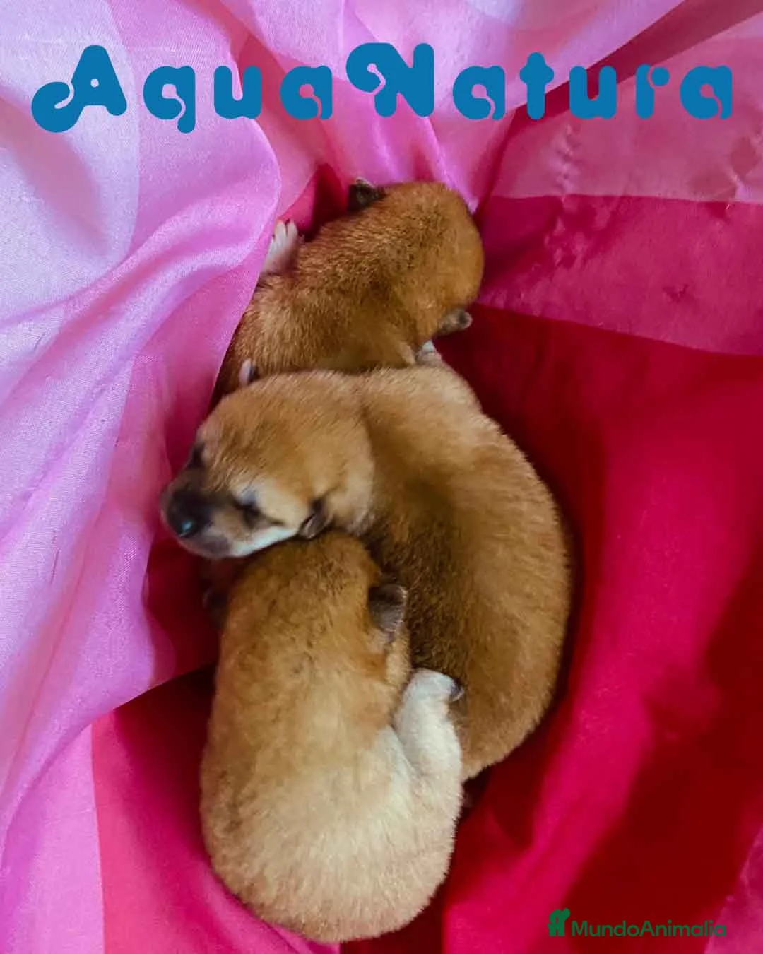 Shiba Inu perros en venta:  Camada Shiba Inu de Maya y Silvio AQUANATURA en Barcelona - Anuncio 3