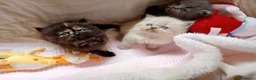 Exótico de Pelo Largo gatos en venta: Gatitos persa y malayo disponible - Anuncio 7