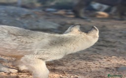 Husky Siberiano perros en venta: Husky SIBERIANO Macho espectacular  - Imagen 2