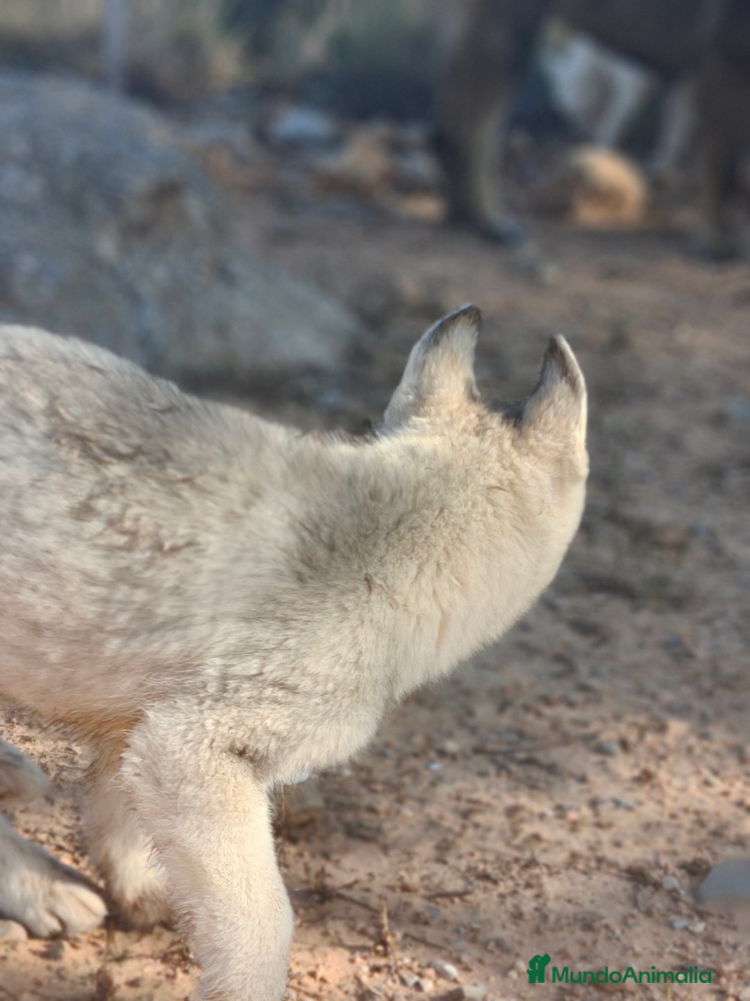 Husky Siberiano perros en venta: Husky SIBERIANO Macho espectacular  - Imagen 2