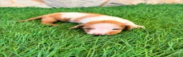 Teckel Miniatura perros en venta: Teckel miniatura bicolor  - Anuncio 6