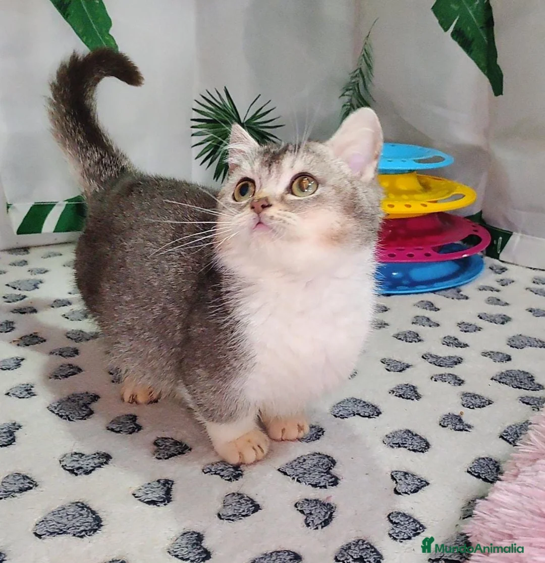 Munchkin gatos en venta: Maravillosos Munchkin en Madrid - Anuncio 5