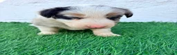Border Collie perros en venta: Border Collie tricolor merle blue chocolate - Anuncio 13
