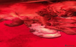 Cocker Spaniel Inglés perros en venta: Precioso cachorro cocker spaniel inglés  - Anuncio 5