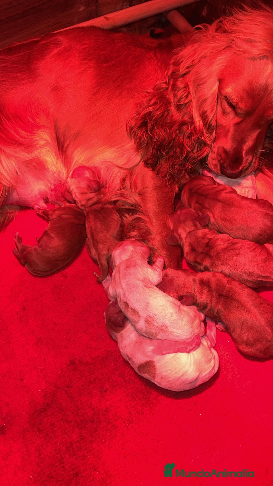 Cocker Spaniel Inglés perros en venta: Precioso cachorro cocker spaniel inglés  - Anuncio 5