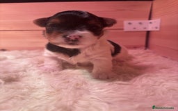 Biewer Yorkshire Terrier a la Pom Pon perros en venta: Biewer - Imagen 1