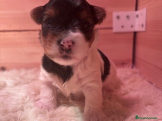 Biewer Yorkshire Terrier a la Pom Pon perros - Anuncio 3