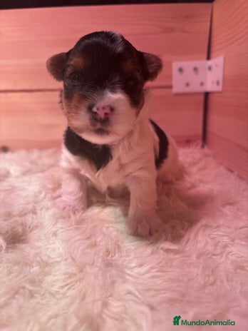 Biewer Yorkshire Terrier a la Pom Pon perros - Anuncio 1