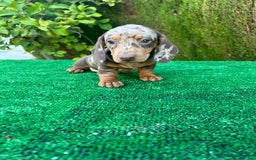 Teckel Miniatura perros en venta: teckel arlequin chocolate  - Imagen 10