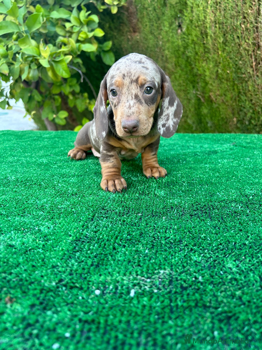 Teckel Miniatura perros en venta: teckel arlequin chocolate  - Imagen 10