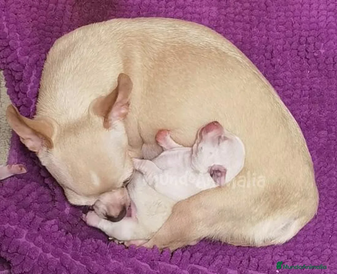 Imagen de galería {{count}}