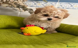 Maltipoo perros en venta: Maltipoo para reservar para Diciembre  - Imagen 7