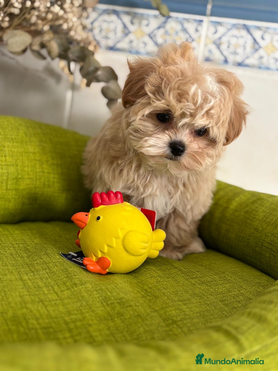 Maltipoo perros en venta: Maltipoo para reservar para Diciembre  - Imagen 7
