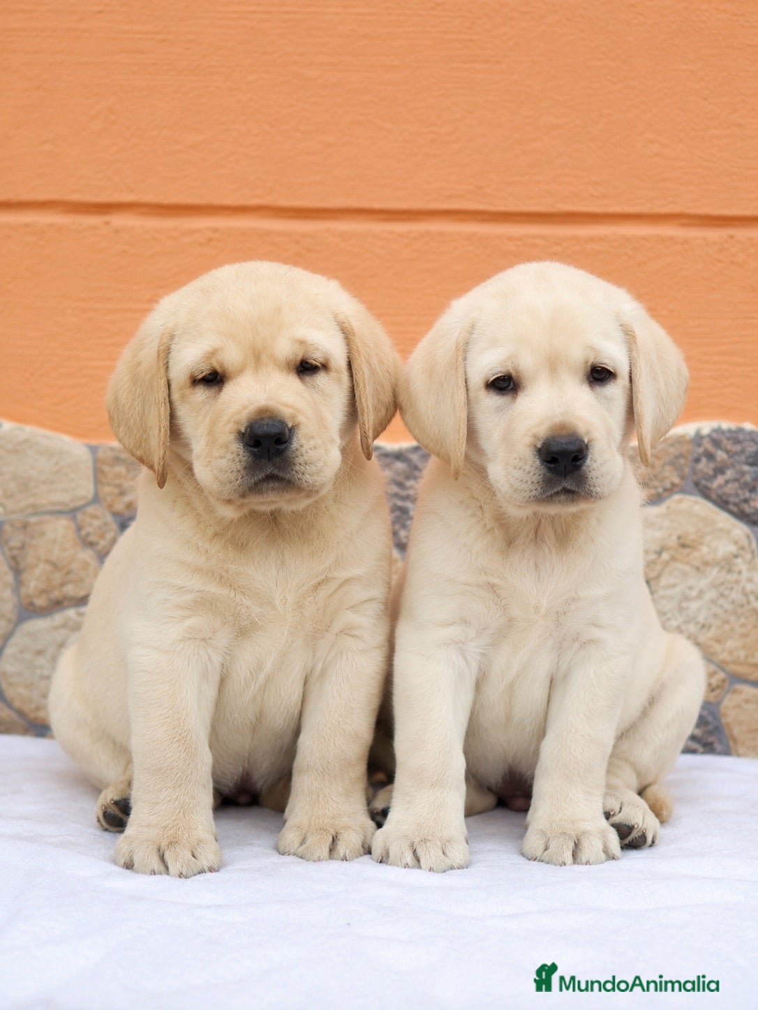 Labrador Retriever perros Espectacular camada de labrador🐶🐾 - Anuncio 1