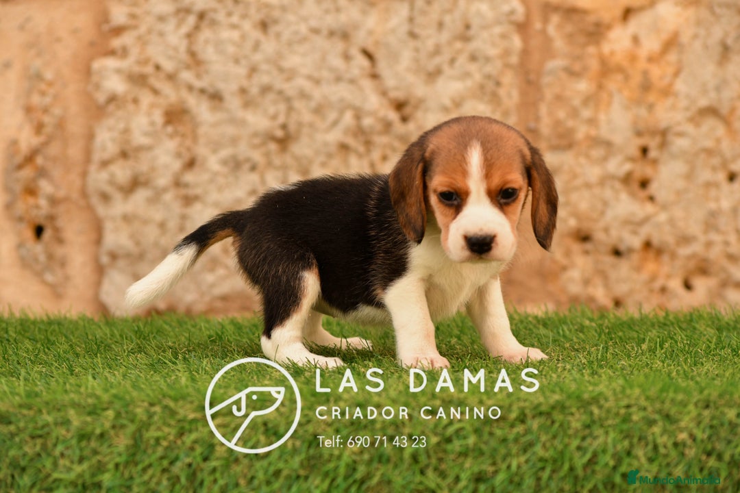 Beagle perros en venta: Beagle tricolor - Imagen 5