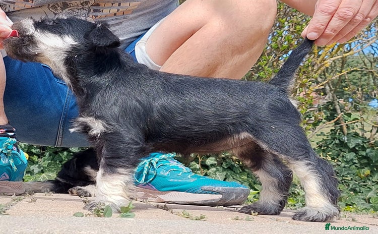 Schnauzer Miniatura perros - Anuncio 2