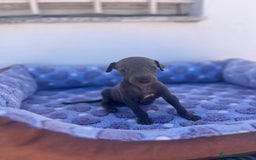 Whippet perros en venta: Whippet blue  - Imagen 40